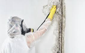 Best Attic Mold Removal  in Yankton, SD